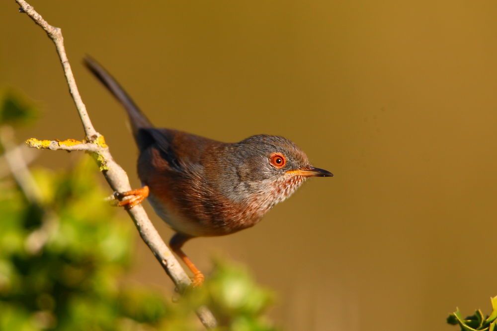 Dartford Warbler