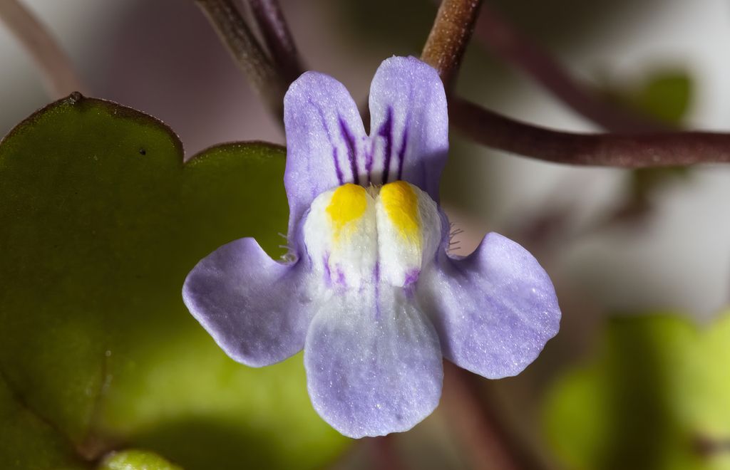 Ivy-leaved Toadflax