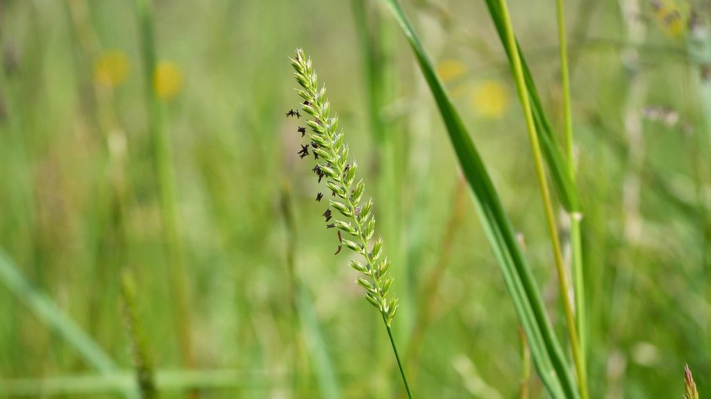 Crested Dog's-tail