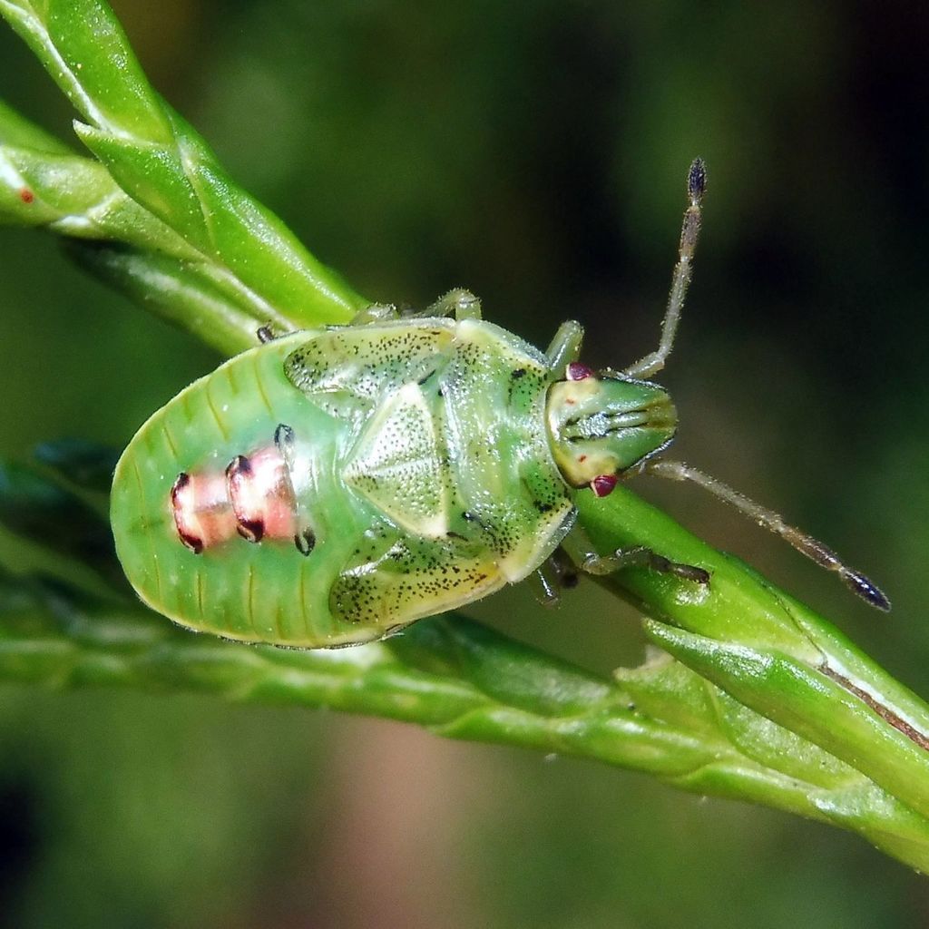 Juniper Shieldbug