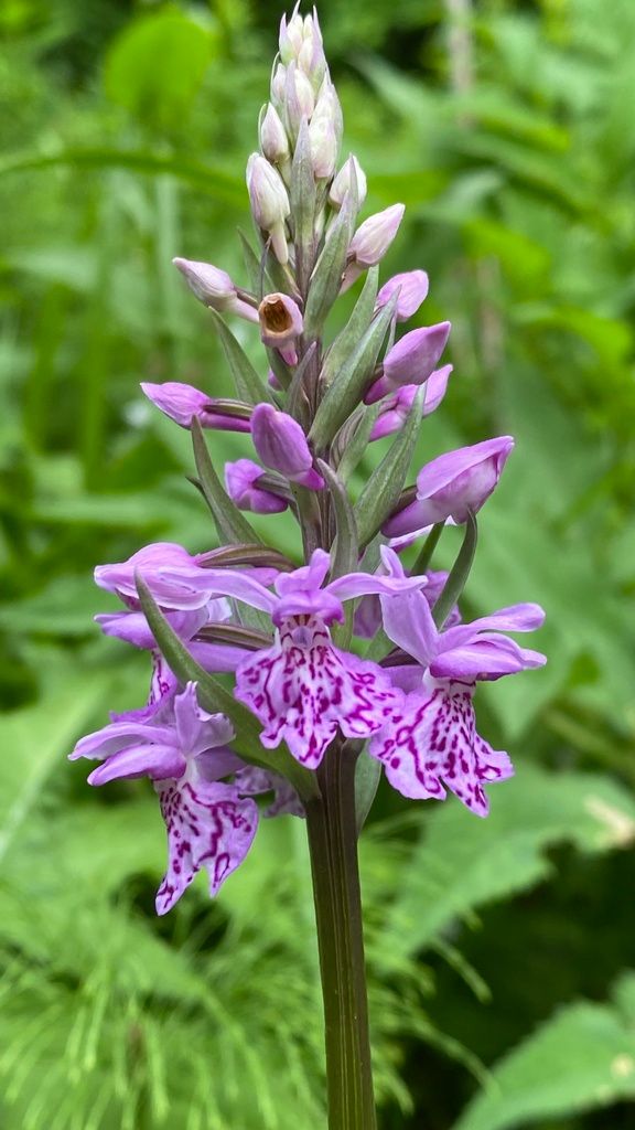 Common Spotted-orchid