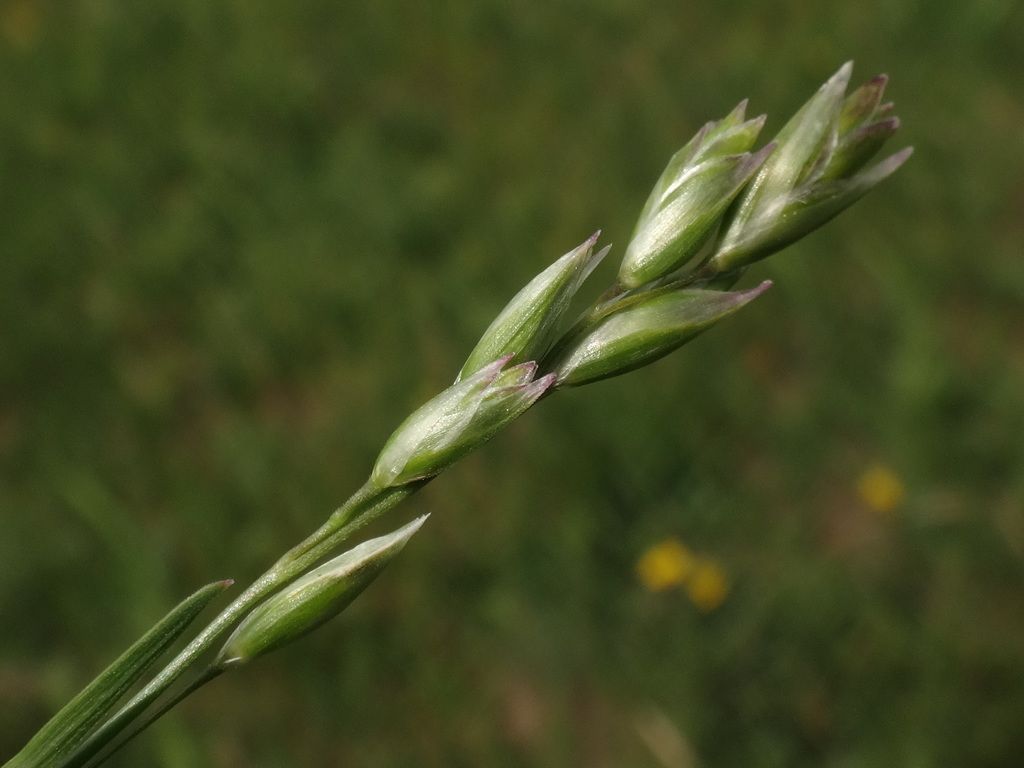 Heath-grass