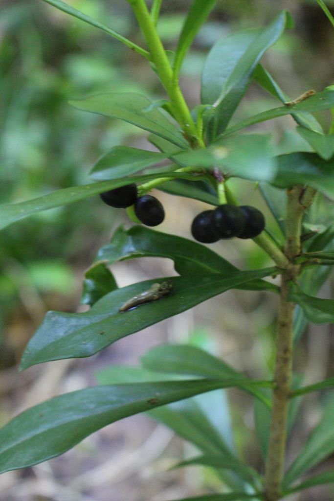 Spurge-laurel