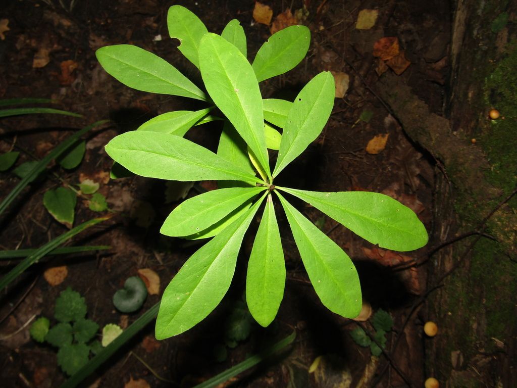 Mezereon