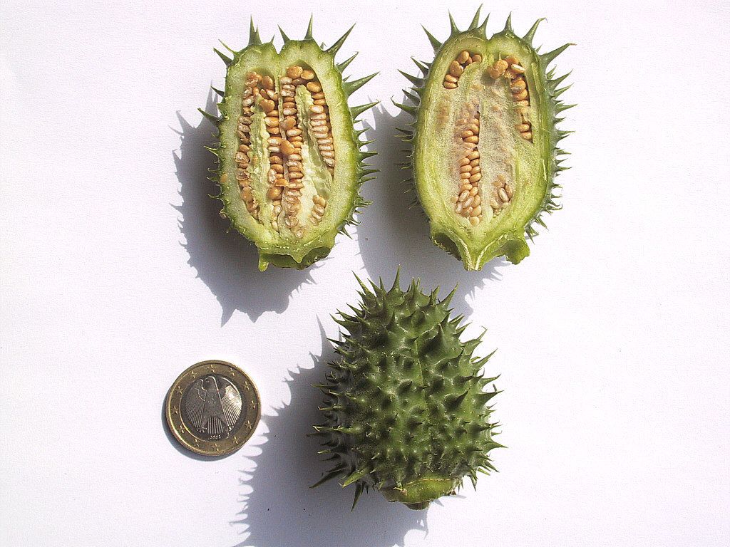 Thorn-apple