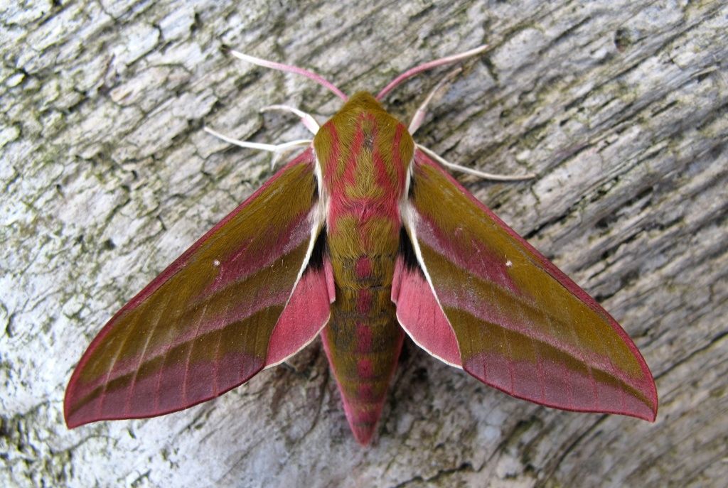 Elephant Hawk-moth