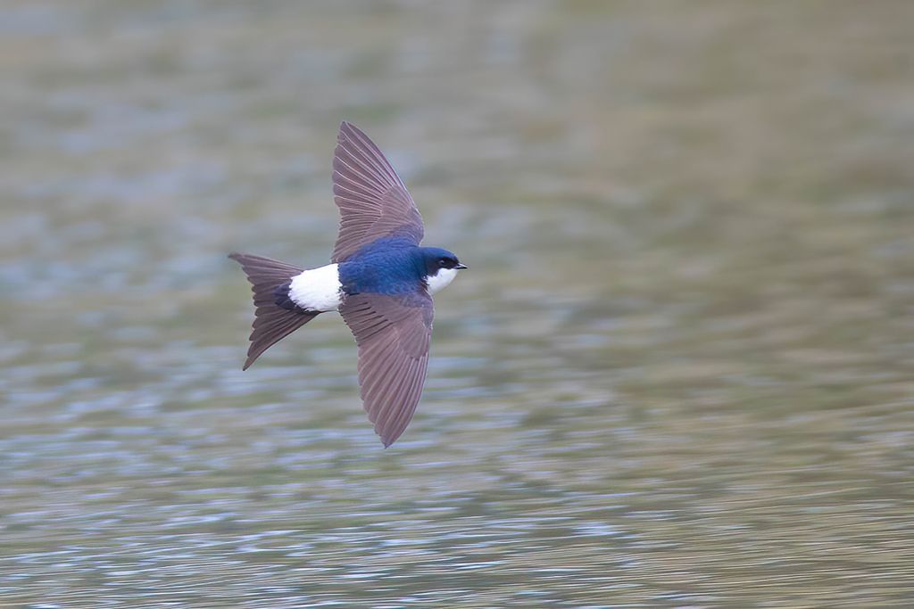 Western House-Martin