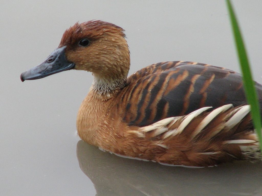 Fulvous Whistling-Duck