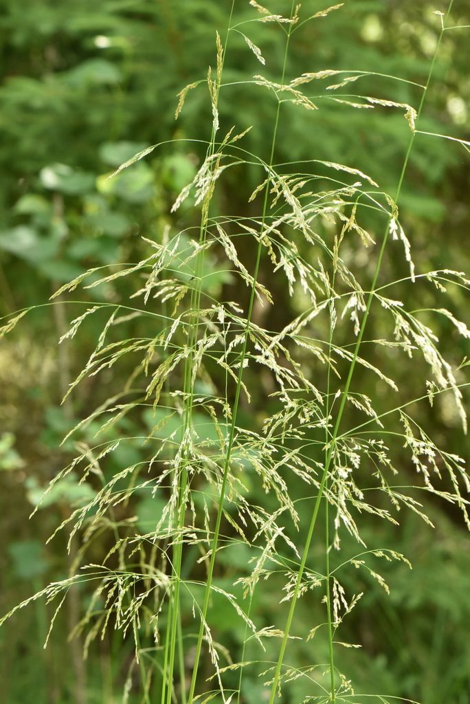 Tufted Hair-grass