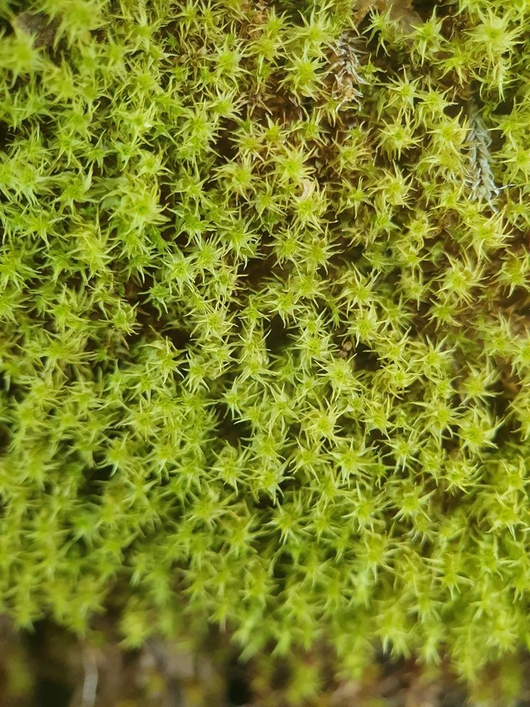 Yellowish Fork-moss