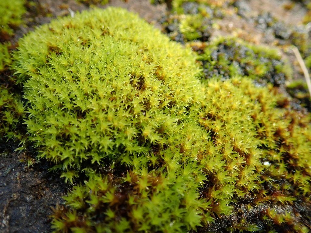 Transparent Fork-moss