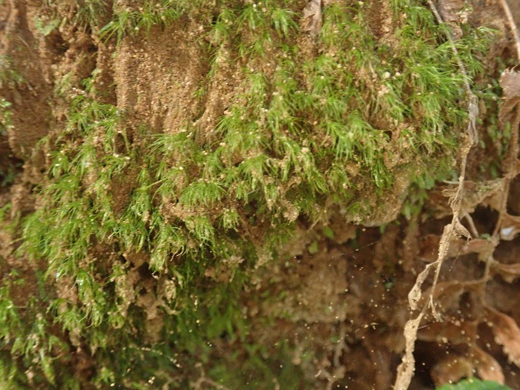 Silky Forklet-moss