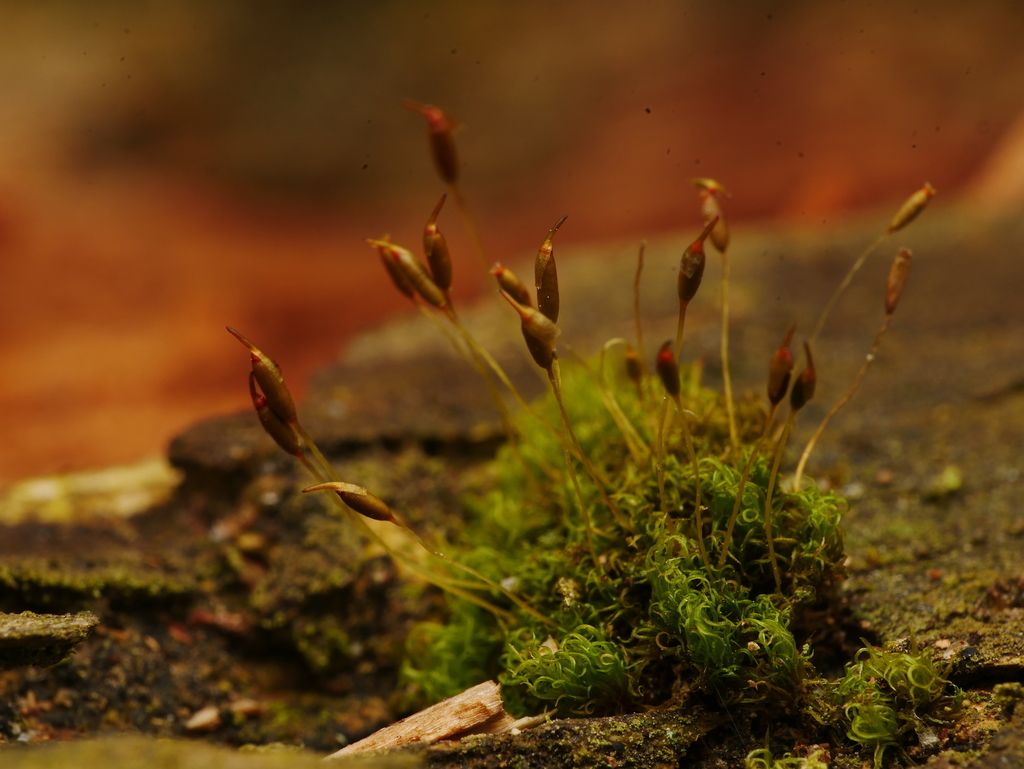 Common Pincushion
