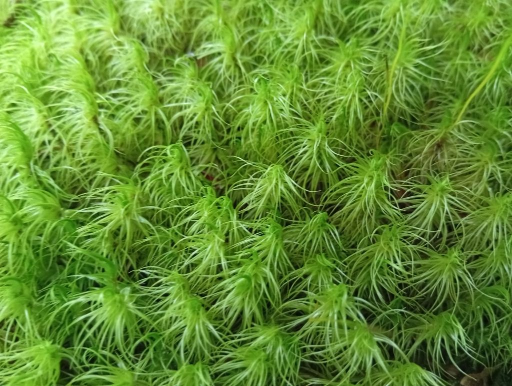 Greater Fork-moss
