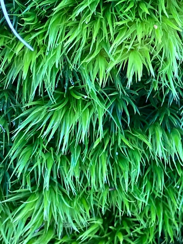 Broom Fork-moss