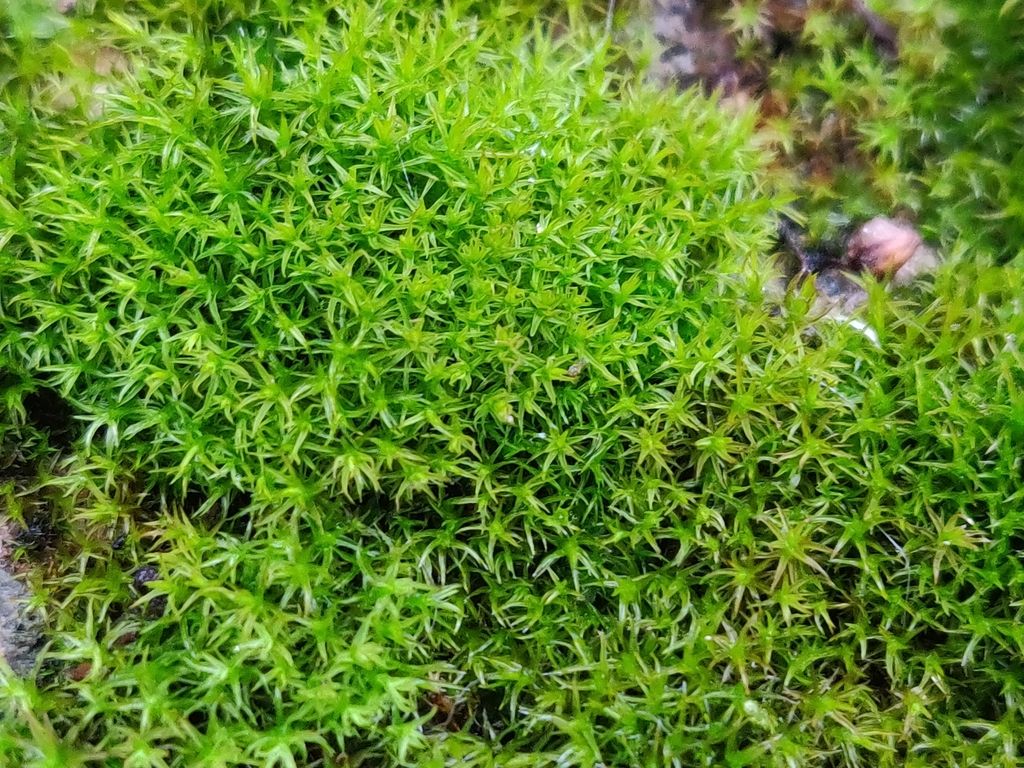 Perthshire Beard-moss