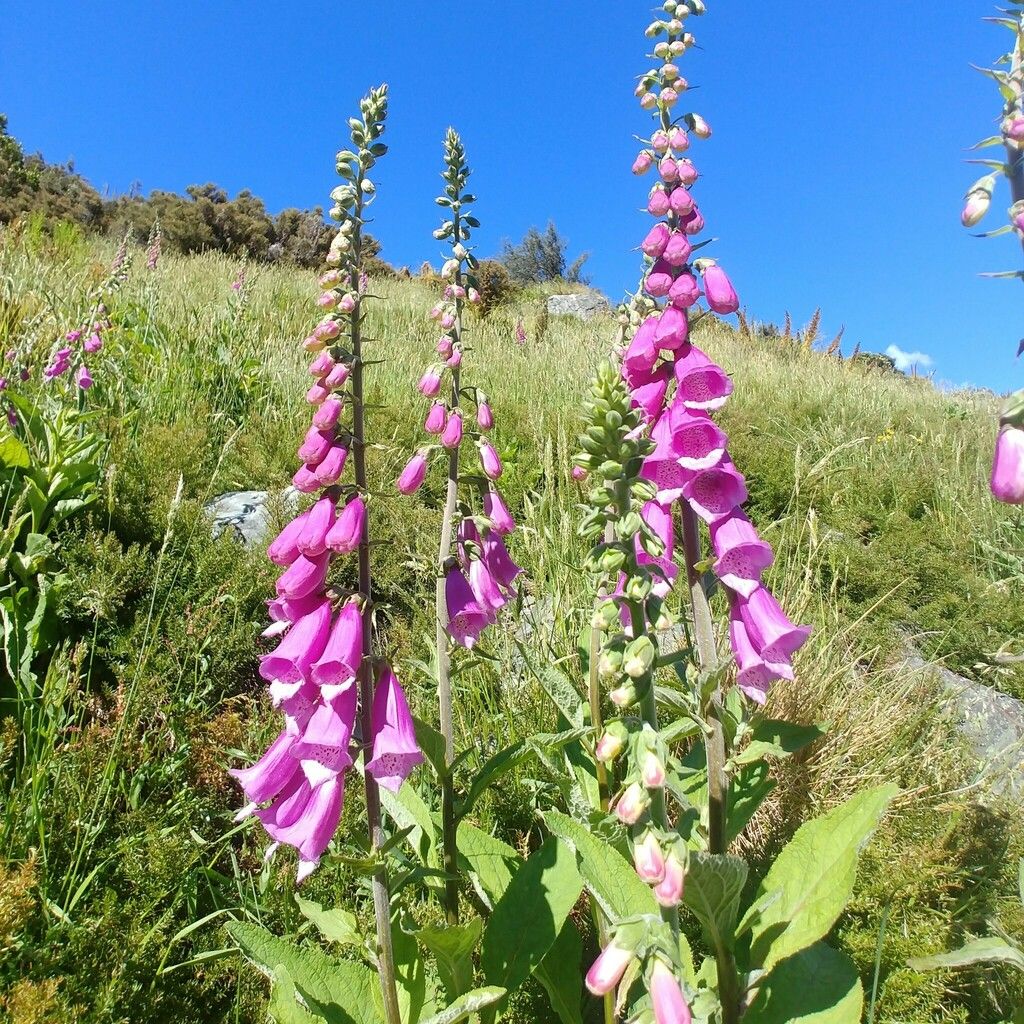 Foxglove