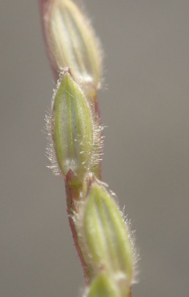 Hairy Finger-grass