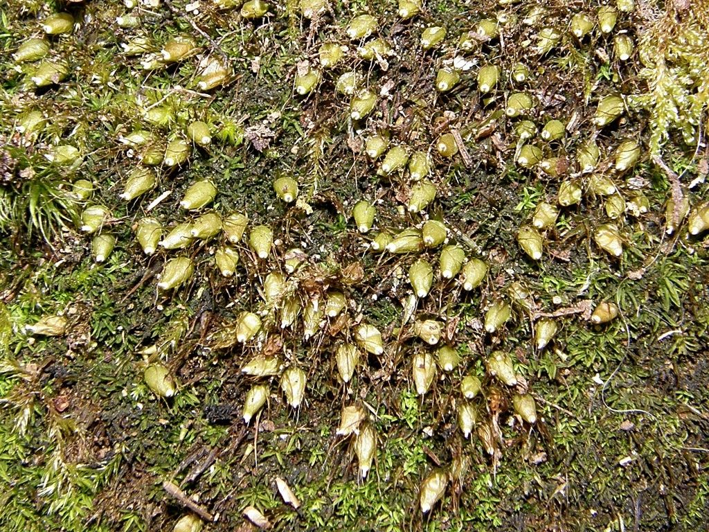 Nut-moss
