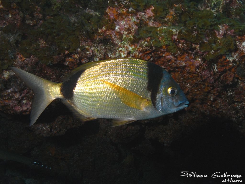 Common Two-banded Sea Bream