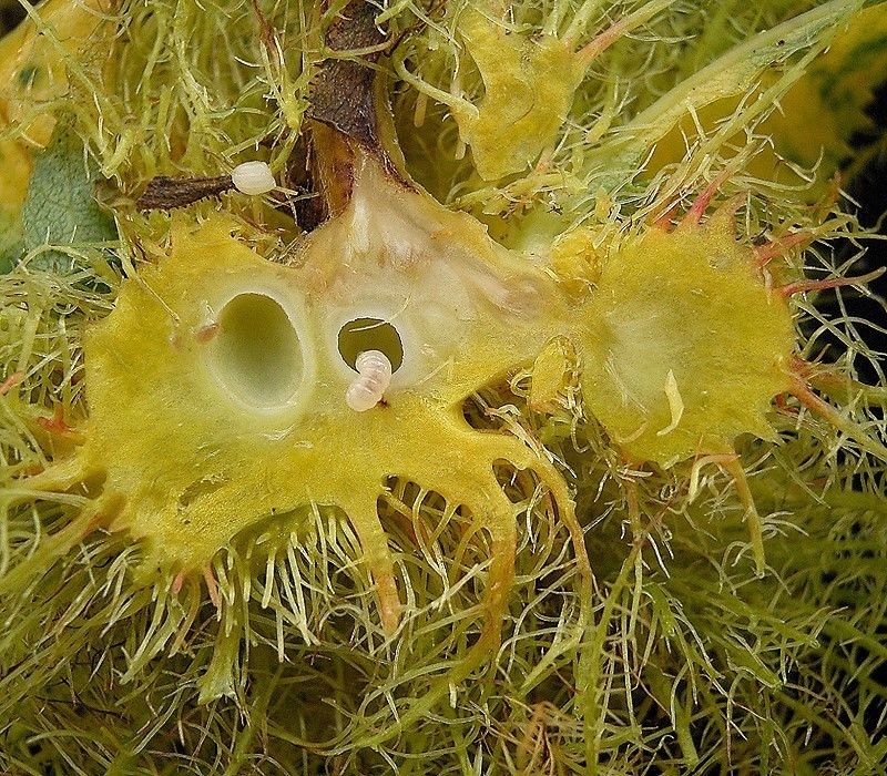 Bedeguar Gall
