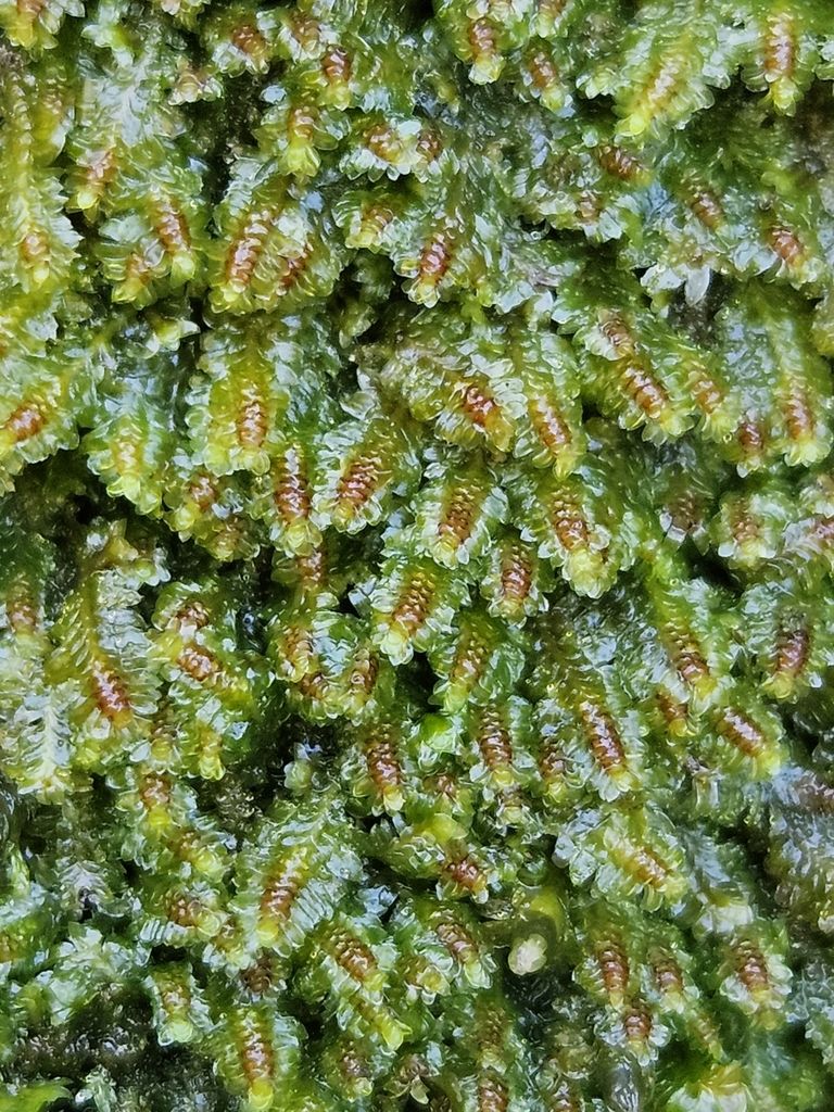 White Earwort