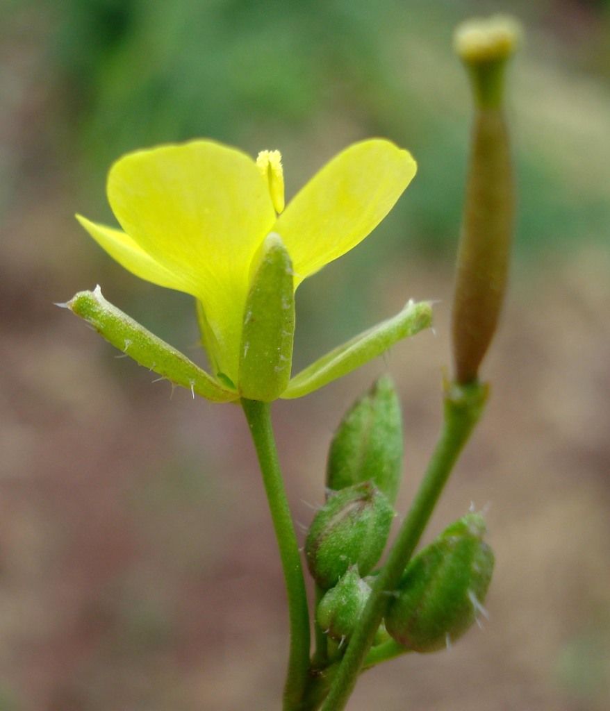 Annual Wall-rocket