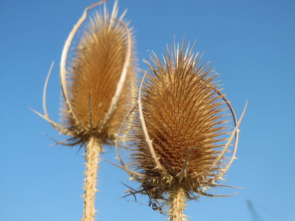Wild Teasel