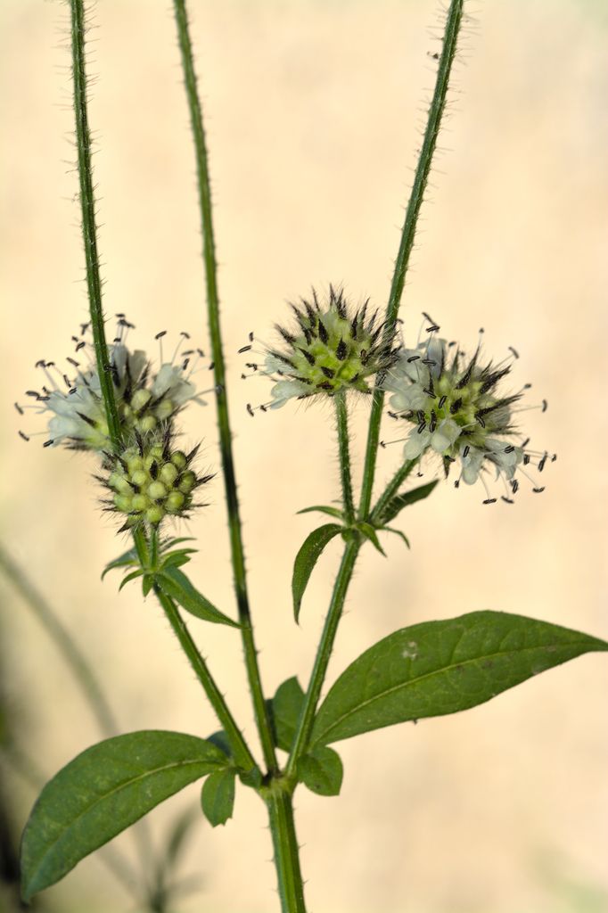 Small Teasel
