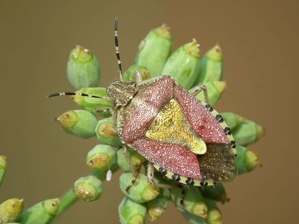 Hairy Shieldbug