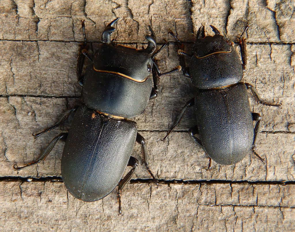 Lesser Stag Beetle