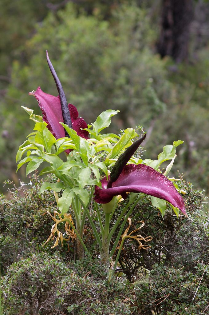 Dragon Arum