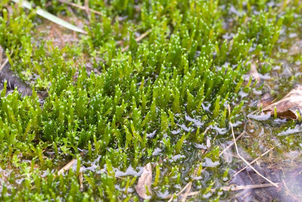 Kneiff's Hook-moss