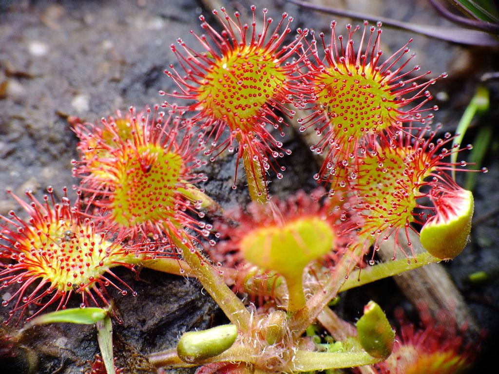 Round-leaved Sundew
