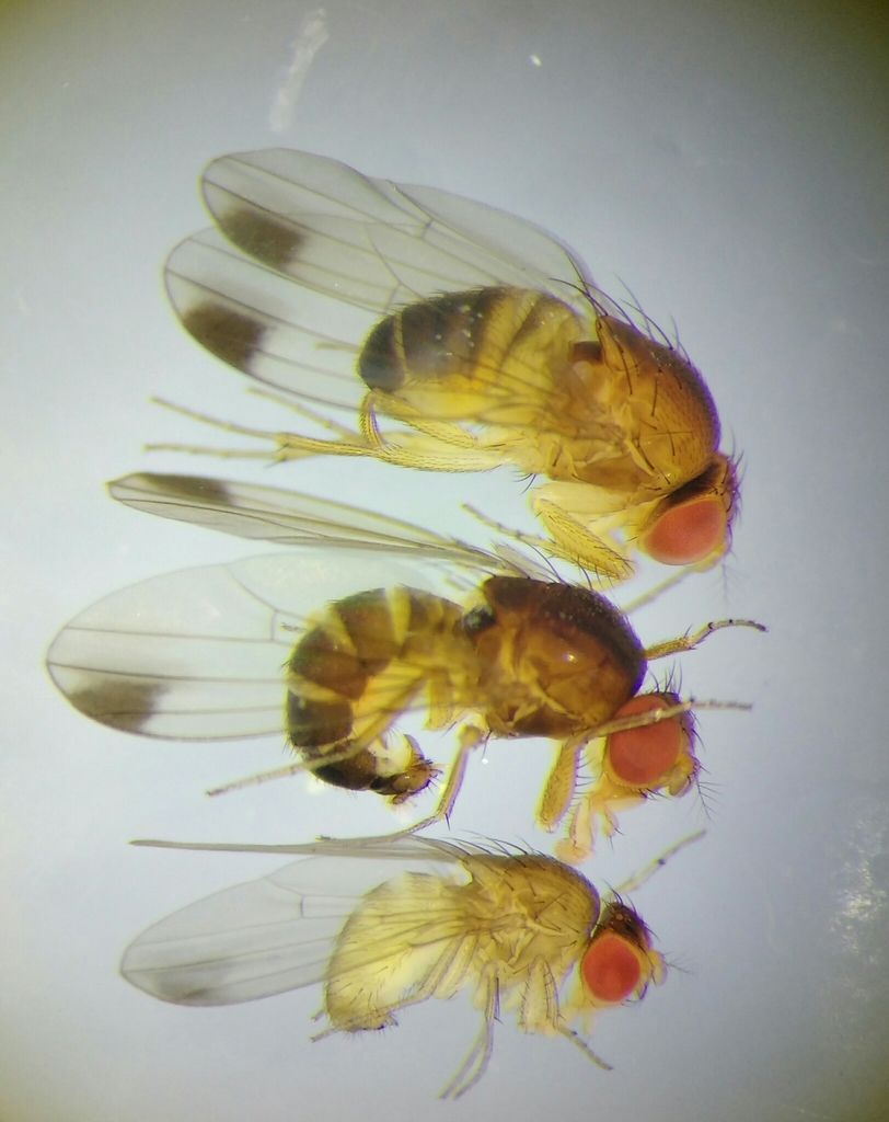 Spotted-winged Drosophila