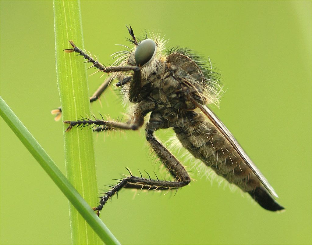 Fan-bristled Robberfly