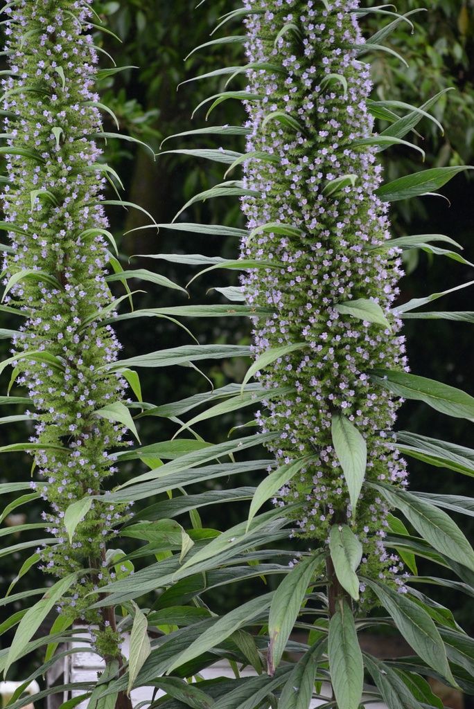 Giant Viper's-bugloss