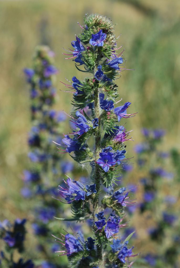 Viper's-bugloss