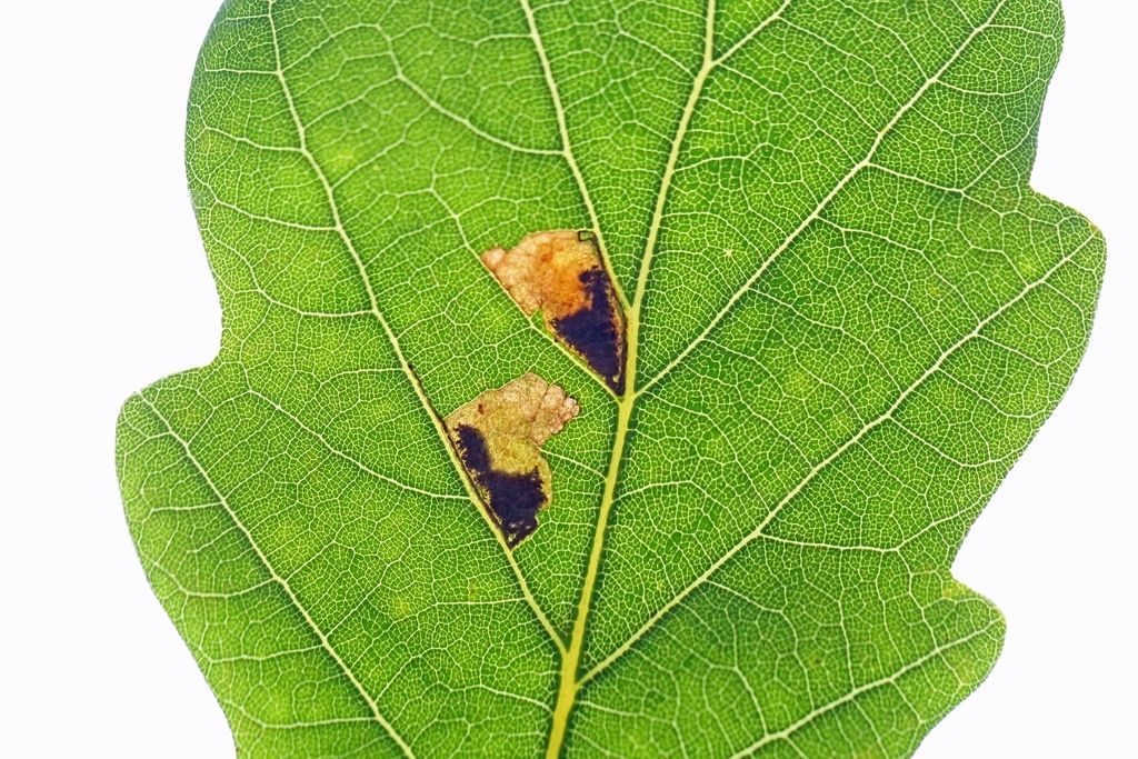 White-banded Dot