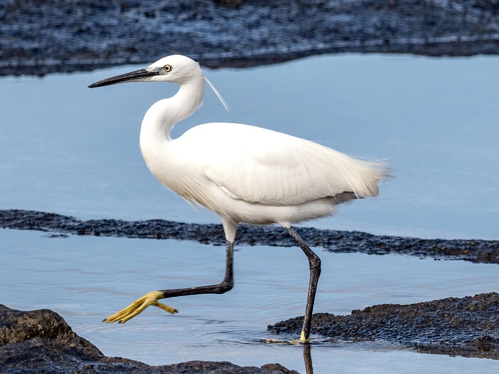 Little Egret
