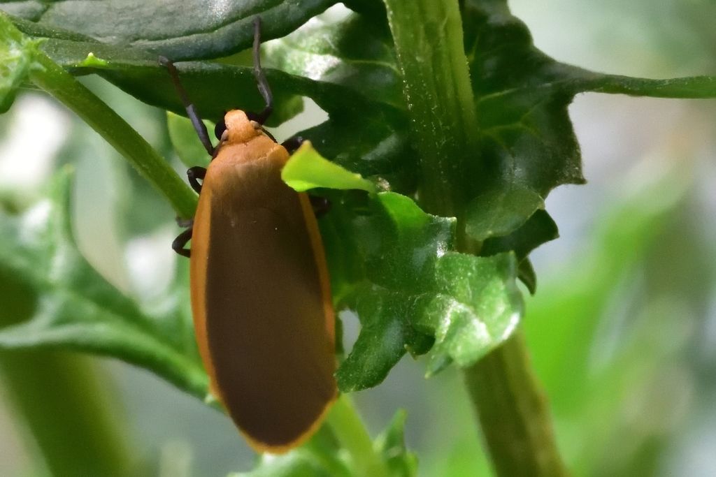 Buff Footman