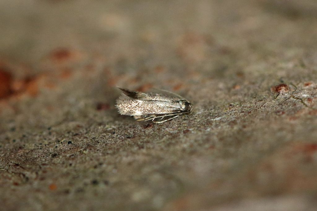 Dusky Grass-miner