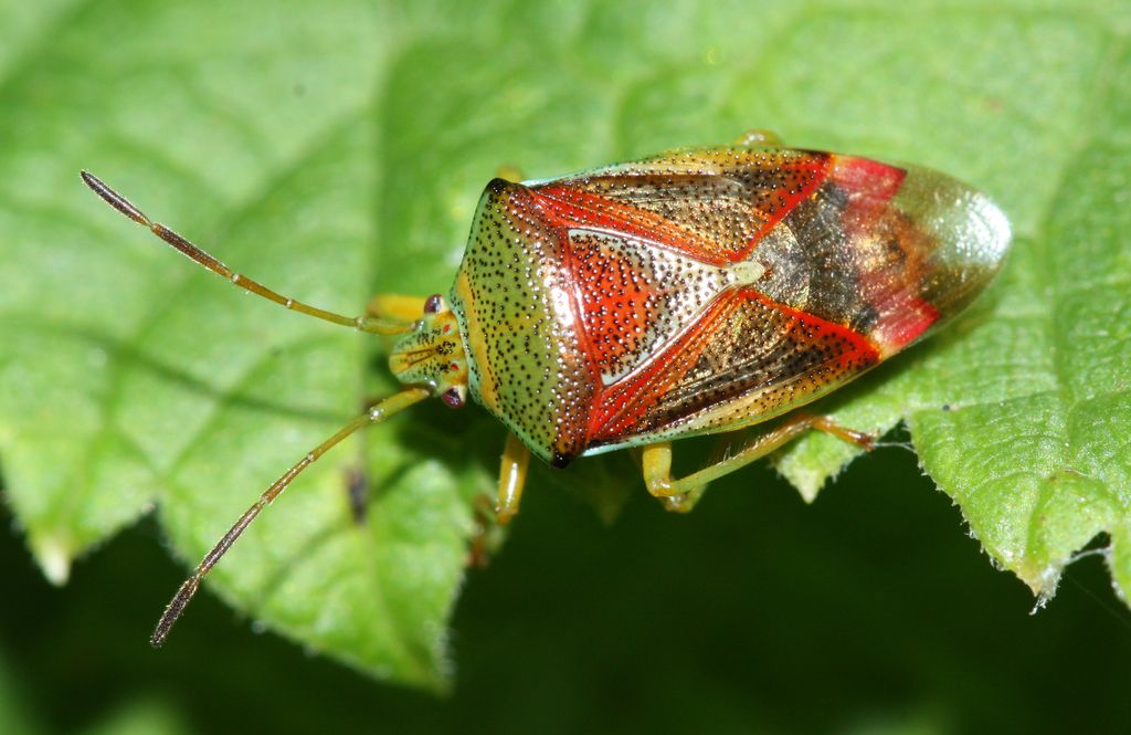 Birch Shieldbug