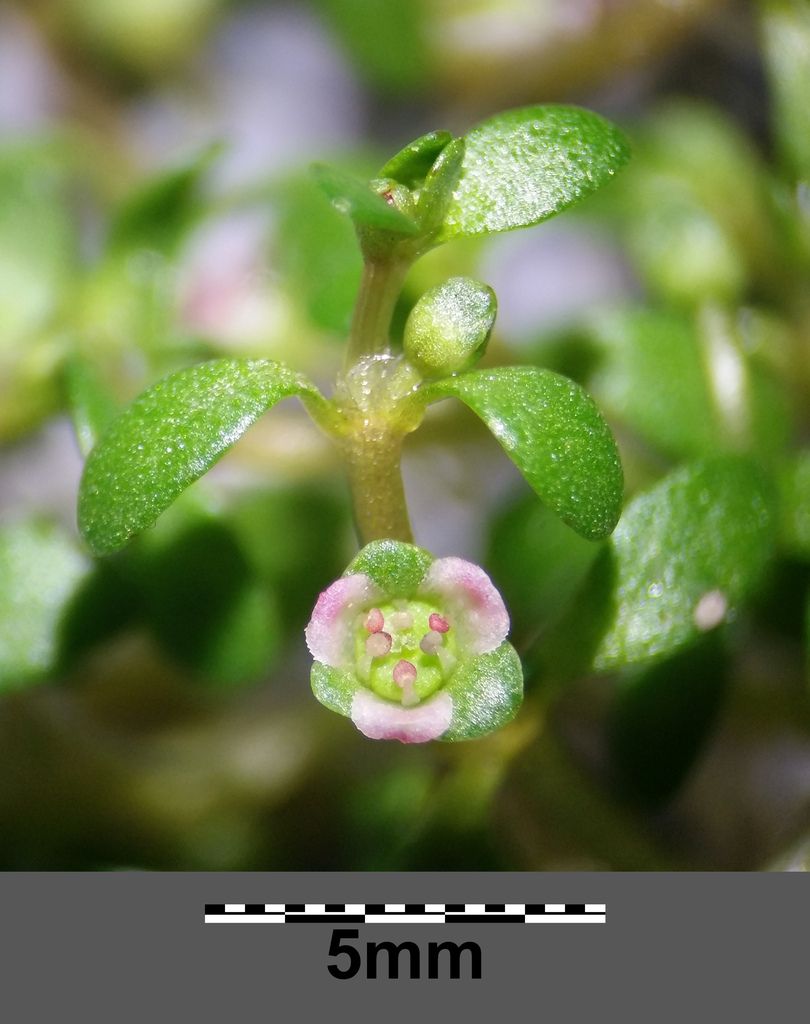 Six-stamened Waterwort