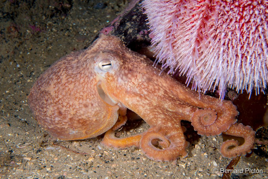 Curled Octopus