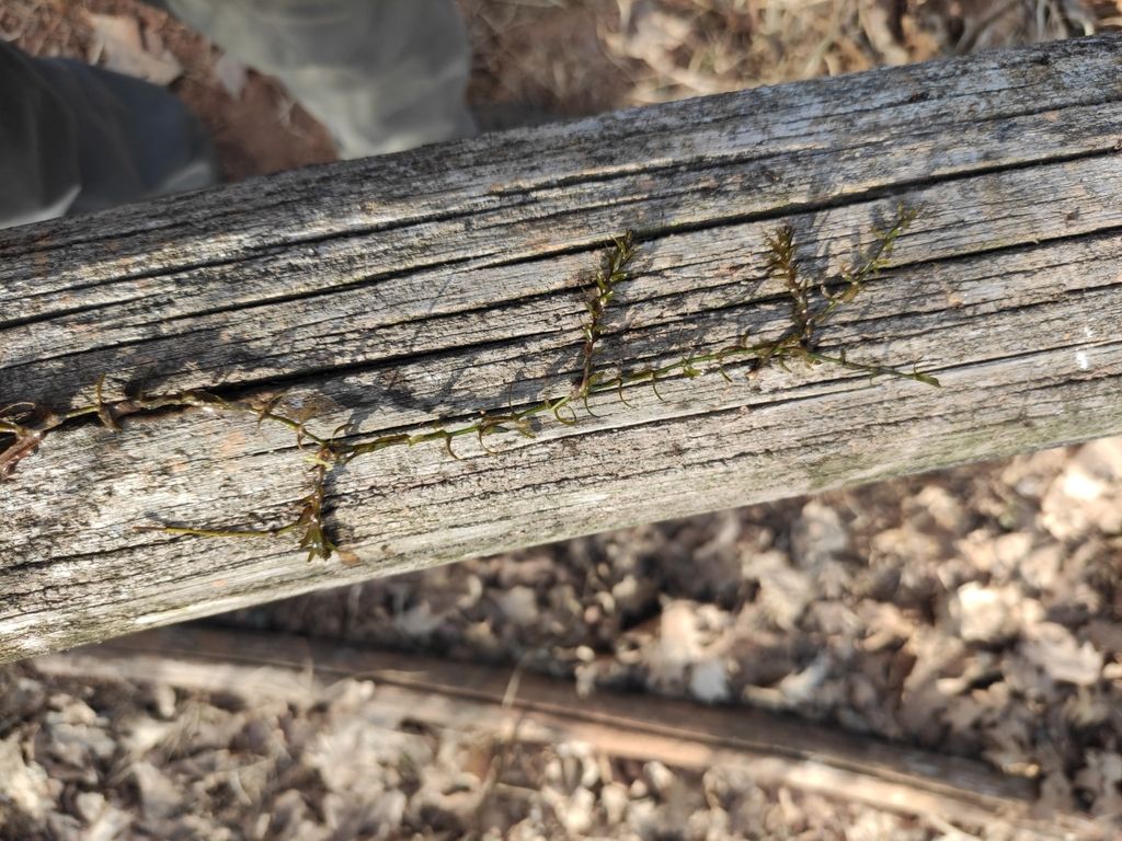 Nuttall's Waterweed