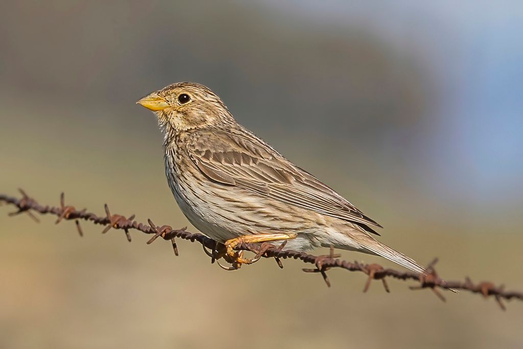 Corn Bunting