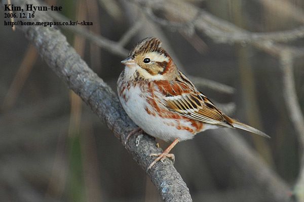 Rustic Bunting