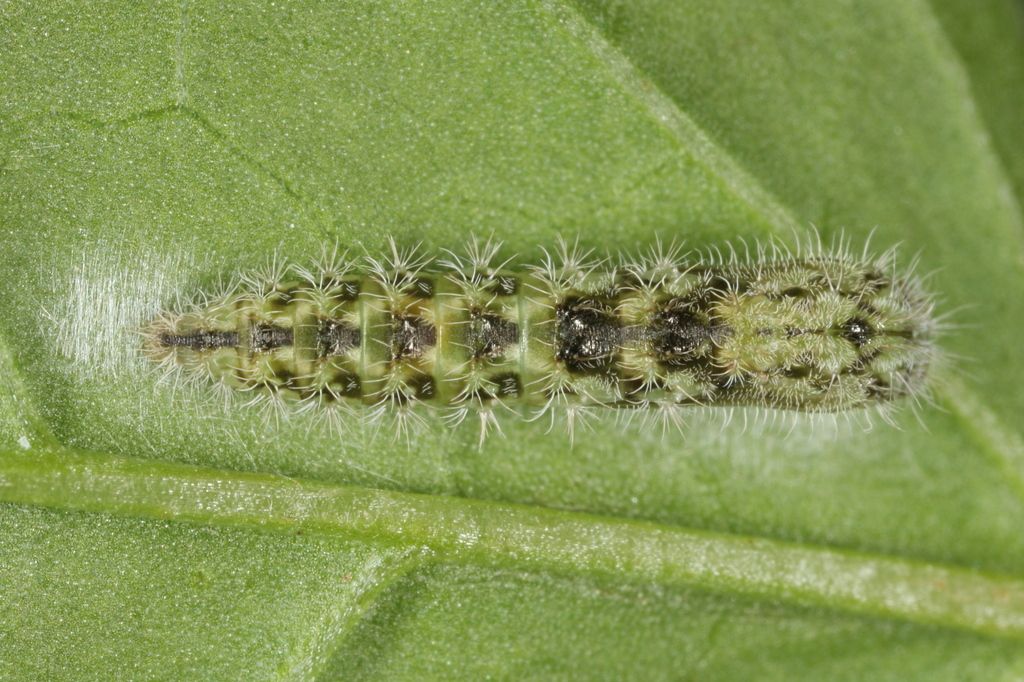 Common Plume