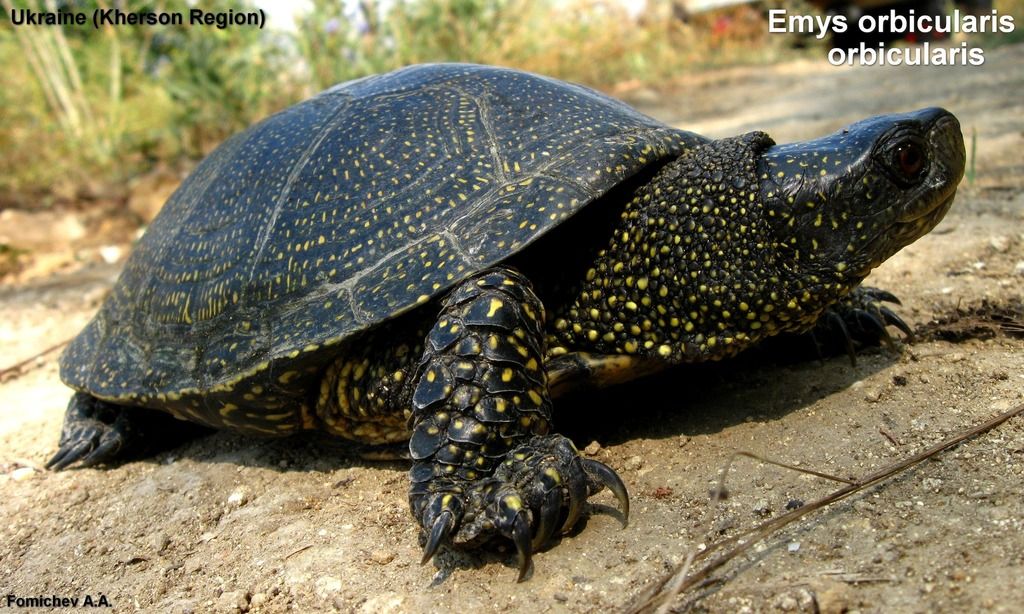 European Pond Terrapin